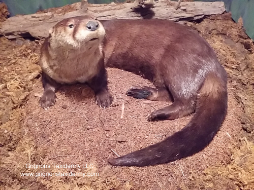 otter mount by Reimond Grignon